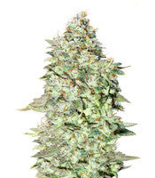 OG Kush SFV (Advanced Seeds)
