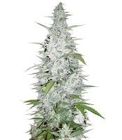 Maroc (Female Seeds)