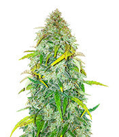 Auto Colorado Cookies (Dutch Passion)