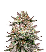 Deadhead OG (Cali Connection Seeds)