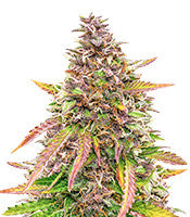 Bubble Kush Automatic (RQS)