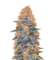 Auto Blow Dream (Victory Seeds)