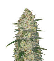 Original Auto White Widow (FastBuds)