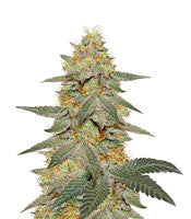 Outdoor Hurricane (Kera Seeds)