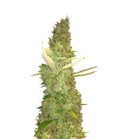 Purple Haze (G13 Labs)