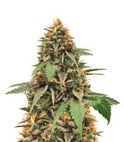 Candy Dawg Autoflower (Seedstockers)