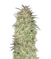 Big Freeze (Big Head Seeds)