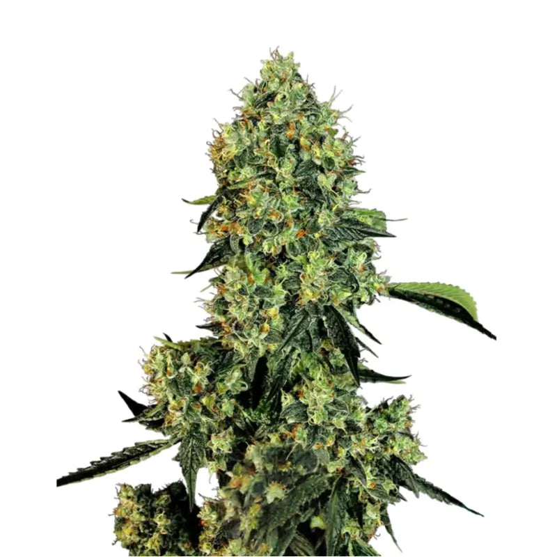 OG Kush Auto Cannabis Samen - 3 Seeds