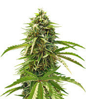 Ripley's OG Auto (Mephisto Genetics)