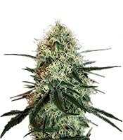 Chronic Thunder (Barney's Farm)
