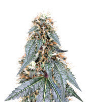Royal Queen Diamond (Kera Seeds)