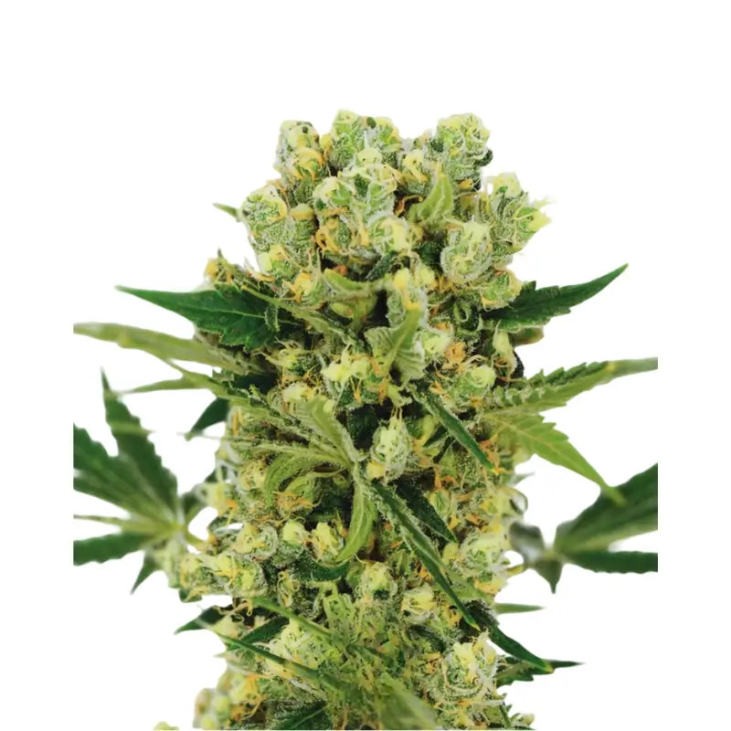 Runtz x Amnesia Cannabis Samen Feminisiert - 3 Stück