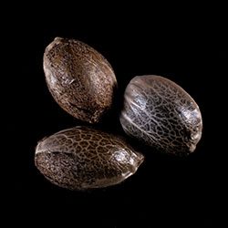 Gorilla King Auto - 3+1 Seed