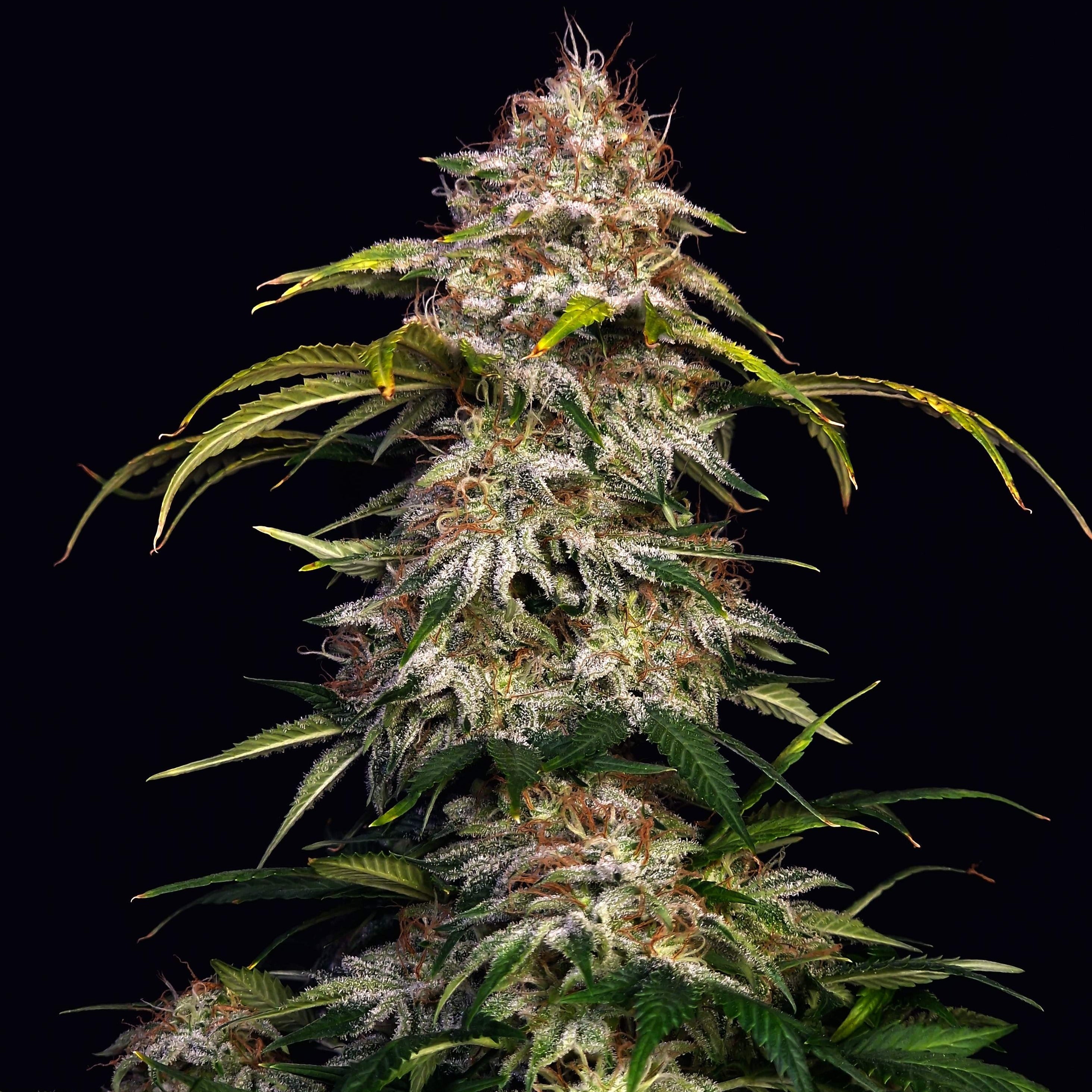 Sour Diesel US Samen Feminisiert - 3 Samen