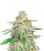 Banana Sherbet (Original Sensible Seeds)