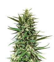 Secret Ducky (Xtreme Seeds)