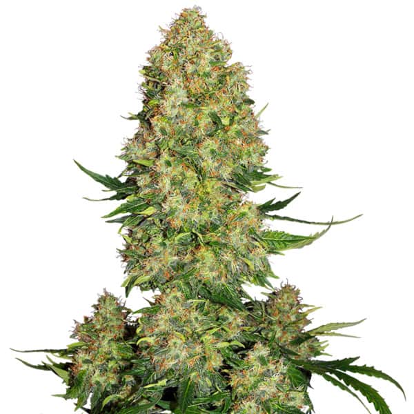 Skunk #1