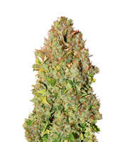 Sensi Skunk Automatic (Sensi Seeds)
