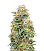 Shark Widow CBD (Advanced Seeds)
