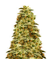 Sherbert Gorilla (Dr. Krippling Seeds)