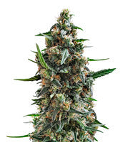 Shogun (RQS)