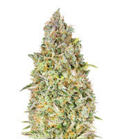 Skunk 47 (Advanced Seeds)