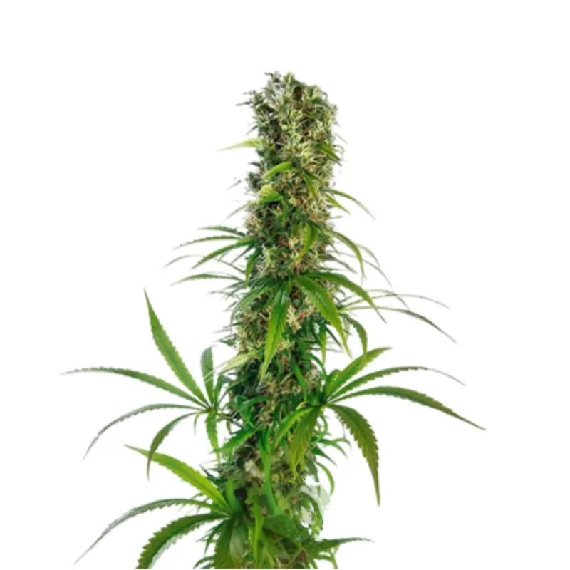 Somango Auto Cannabis Samen - 3 Seeds