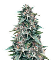 Sorbet #4 (DNA Genetics)