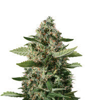 Sour Diesel (BlimBurn Seeds)
