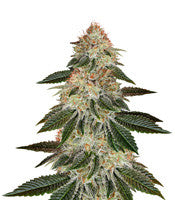 Stardawg (Blackskull Seeds)