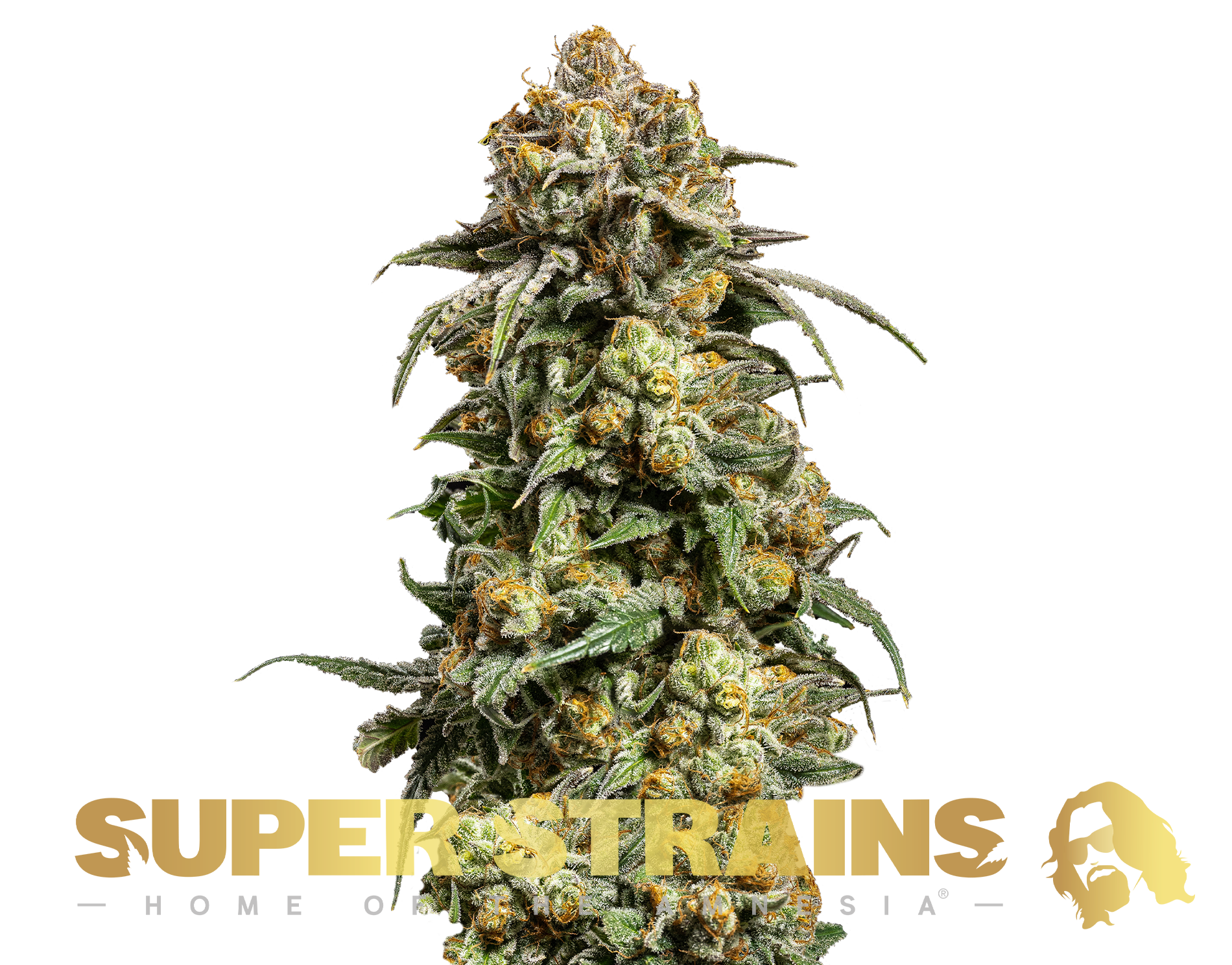 Cookies Krush Super Strains: feminisierte Samen - 3 Stk