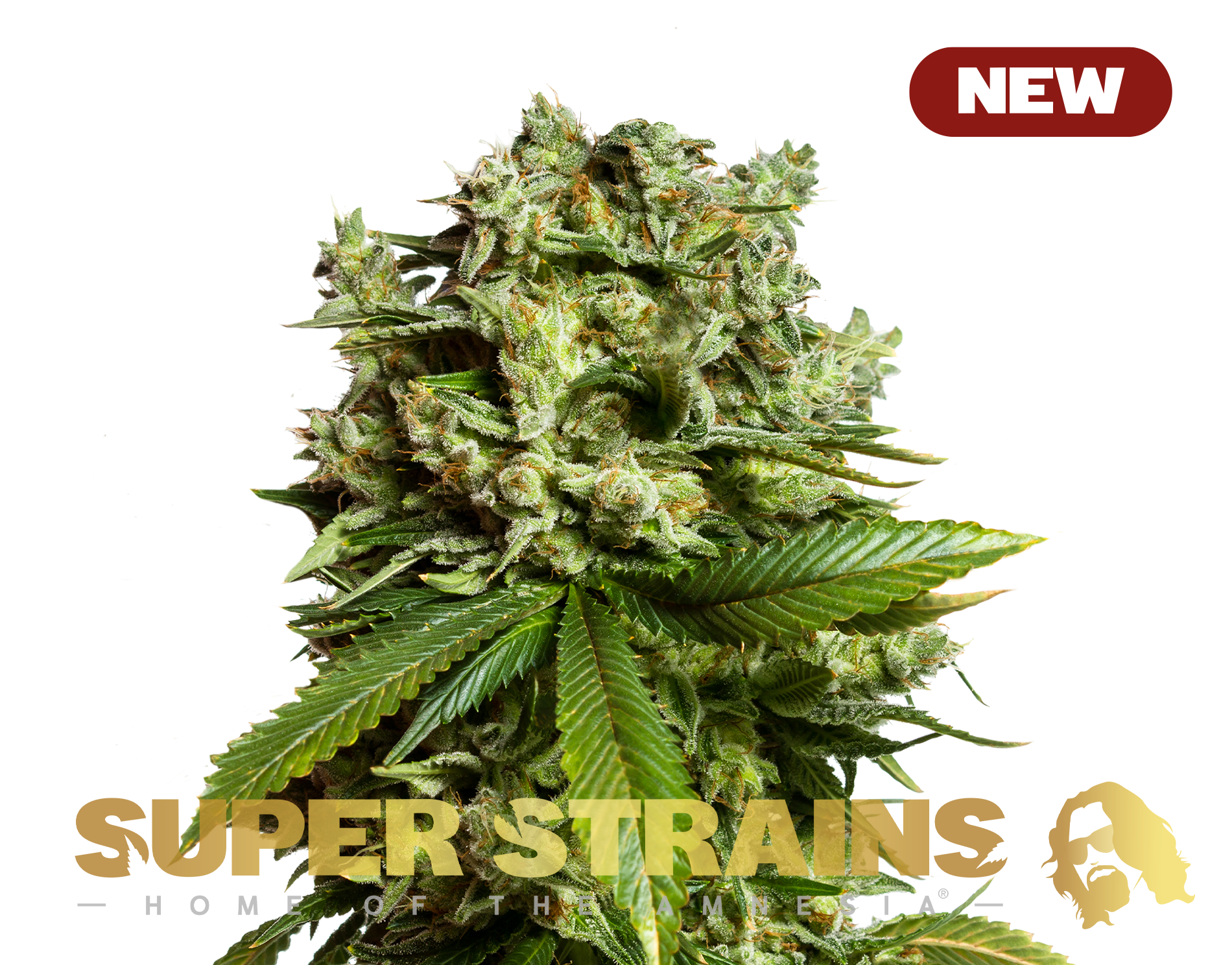 #GG4 Gorilla Glue Super Strains - 3 pcs