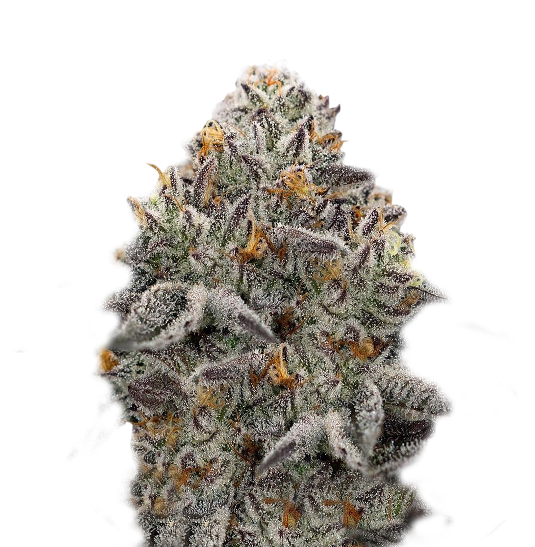 OREOZ Super Strains: feminisierte Samen - 3 Stk