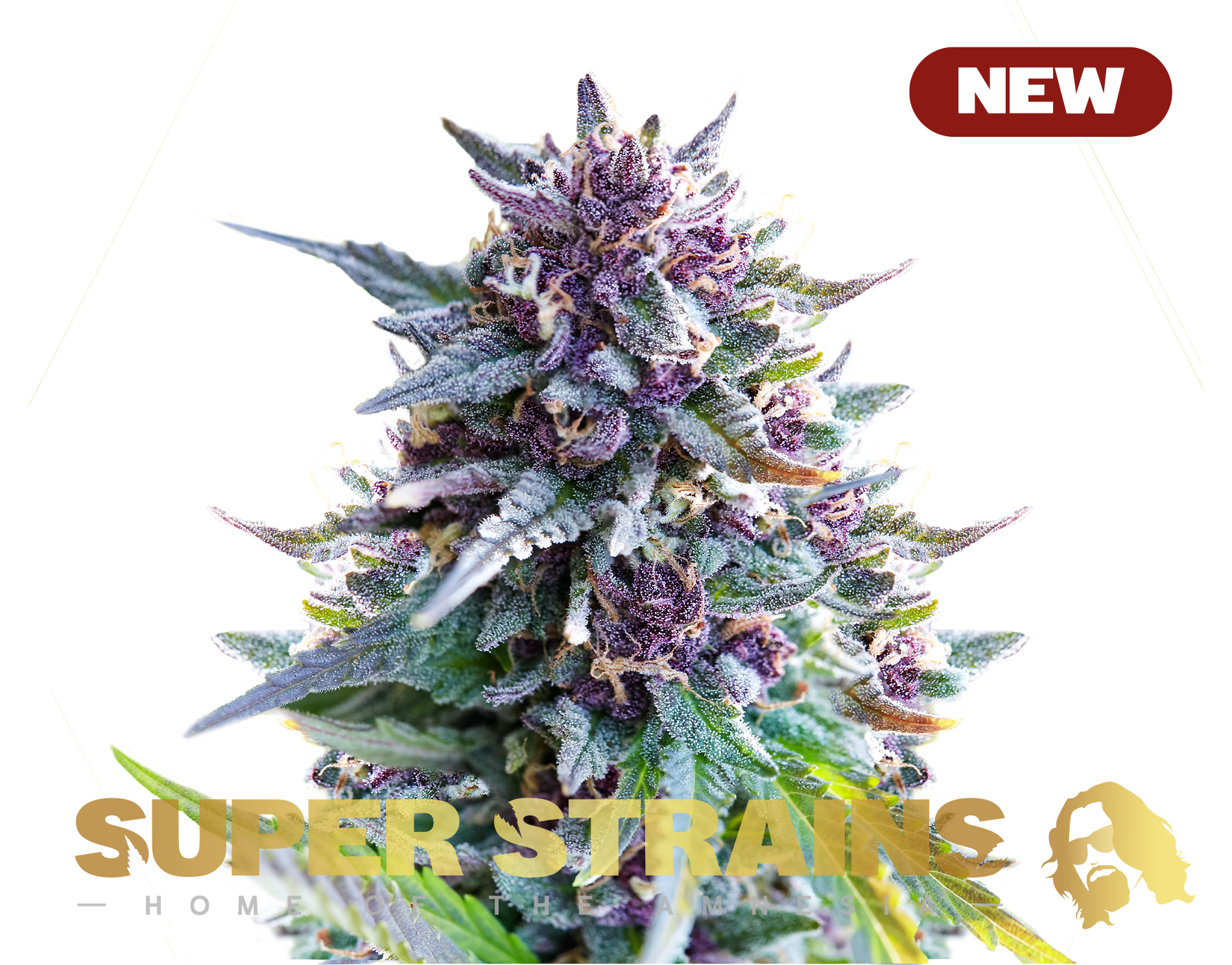 Purple Punch Super Strains: feminisierte Samen - 3 Stk