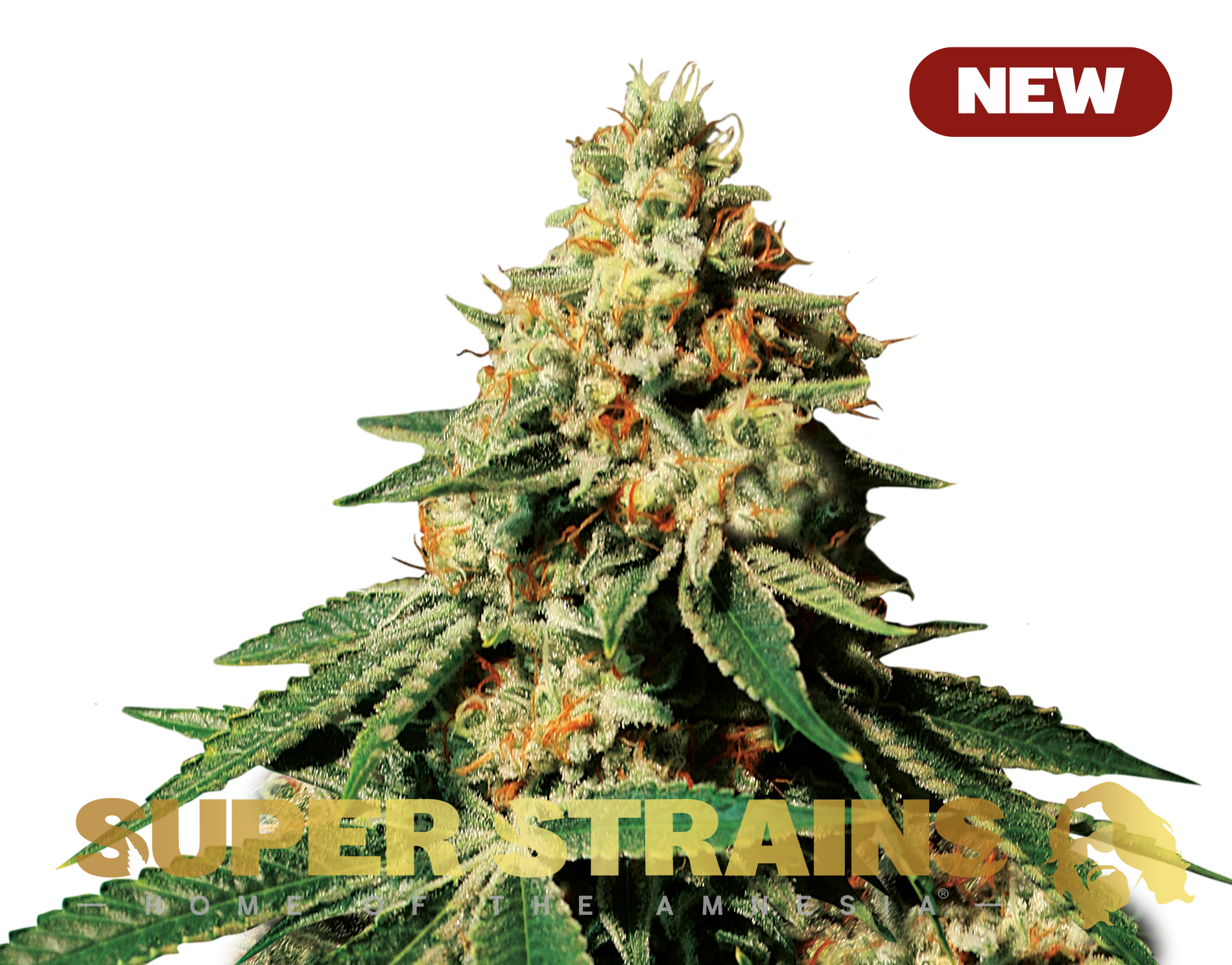 Zkittlez Super Strains: feminisierte Samen - 3 Stk