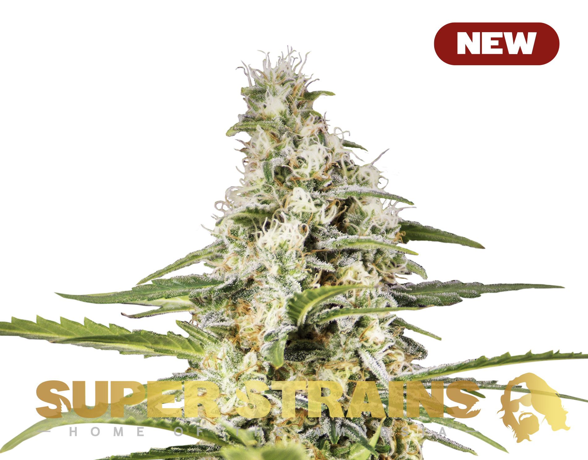 Girl Scout Cookies Super Strains: feminisierte Samen - 3 Stk