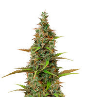 K.O Crop Auto (Cream of the Crop Seeds)