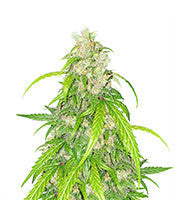 Apricot Auto (Fast Buds)