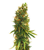 Silver Bubble (Reserva Privada)