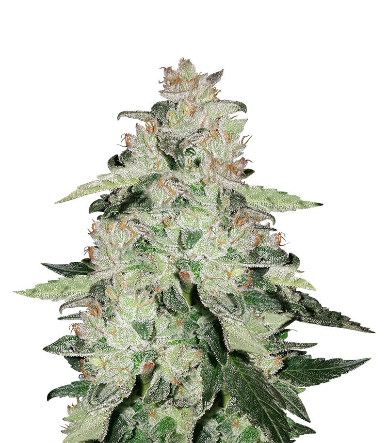 Do Si Dos (Seedstockers)
