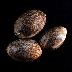 Kritikal-K - 3+1 Seed