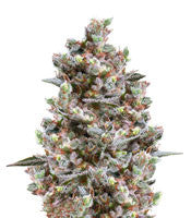 Kritikal Bilbo (Genehtik Seeds)