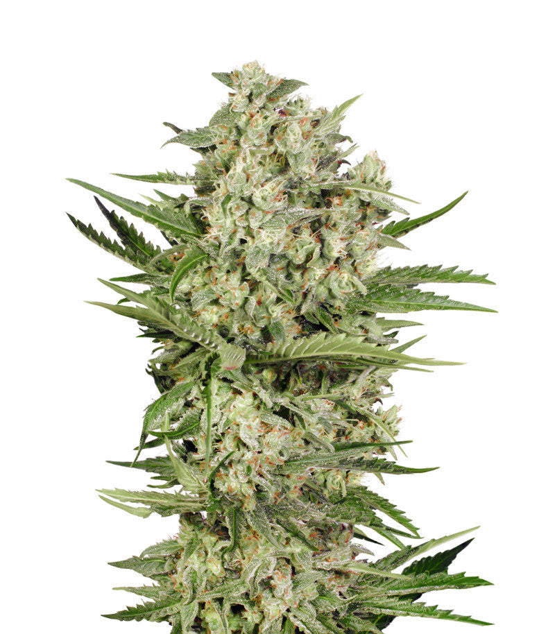 OGKZ Auto (Humboldt Seeds)
