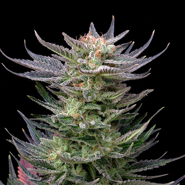Purple Dream Auto