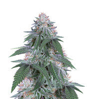Velvet Octane (Humboldt Seeds)