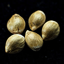 Moby Dick - 5+2 Seed