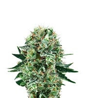 Bubble Kush (RQS)