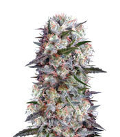 Kali China (Ace Seeds)