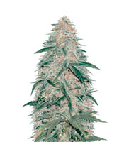 AK-77V (Victory Seeds)