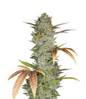 Wedding Cake Auto (Original Sensible Seeds)